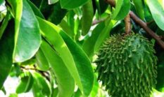 5 Khasiat Daun Sirsak yang Harus Kamu Tahu”