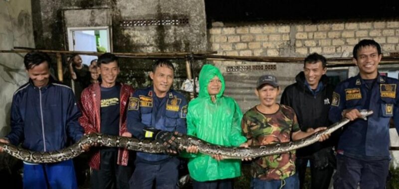 Damkar mengevakuasi sanca 4 m yang bersarang di sela dinding rumah warga bogor. (Dok. Istimewa)

