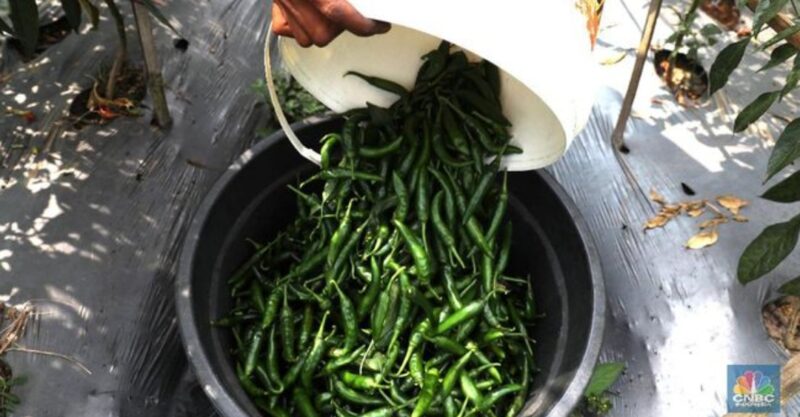 Foto: Di Bogor Petani Cabai Meraup Untung di Tengah Kemarau (CNBC Indonesia/ Muhammad sabki) 

