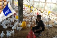 RI Impor Ayam dari AS, Begini Dampak Bagi Peternak. (Foto: Okezone.com)