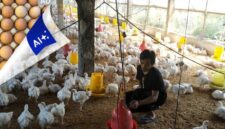 RI Impor Ayam dari AS, Begini Dampak Bagi Peternak. (Foto: Okezone.com)