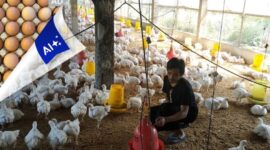 RI Impor Ayam dari AS, Begini Dampak Bagi Peternak. (Foto: Okezone.com)