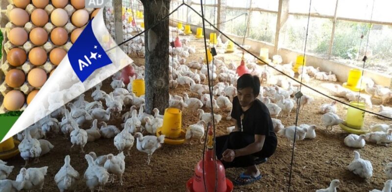 RI Impor Ayam dari AS, Begini Dampak Bagi Peternak. (Foto: Okezone.com)