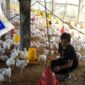 RI Impor Ayam dari AS, Begini Dampak Bagi Peternak. (Foto: Okezone.com)