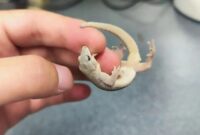 Arsip foto tak bertanggal ini memperlihatkan seekor Gekko kaiyai yang ditemukan di Provinsi Anhui, China. Peneliti China telah menemukan spesies tokek baru yang mereka beri nama Gekko kaiyai di Pegunungan Dabie, Provinsi Anhui, China. ANTARA/Xinhua