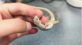 Arsip foto tak bertanggal ini memperlihatkan seekor Gekko kaiyai yang ditemukan di Provinsi Anhui, China. Peneliti China telah menemukan spesies tokek baru yang mereka beri nama Gekko kaiyai di Pegunungan Dabie, Provinsi Anhui, China. ANTARA/Xinhua