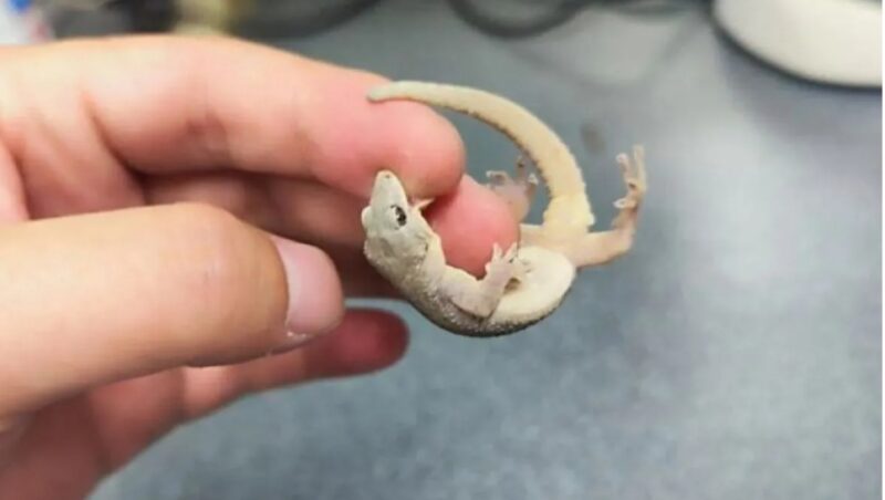 Arsip foto tak bertanggal ini memperlihatkan seekor Gekko kaiyai yang ditemukan di Provinsi Anhui, China. Peneliti China telah menemukan spesies tokek baru yang mereka beri nama Gekko kaiyai di Pegunungan Dabie, Provinsi Anhui, China. ANTARA/Xinhua