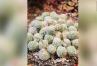 Poto,Onde ondel menghadirkan cita rasa kampung halaman di Belanda.