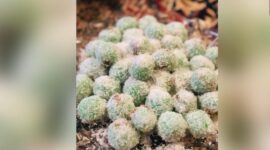 Poto,Onde ondel menghadirkan cita rasa kampung halaman di Belanda.