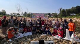 Camat Kecamatan Air Hangat Barat hadir mendukung panen raya jagung di desa.